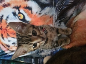 apparte Tigerlein im Leoluck Bild 2
