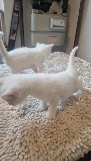 kitten Katzen 