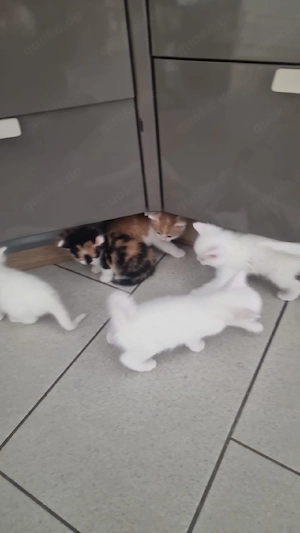kitten Katzen 