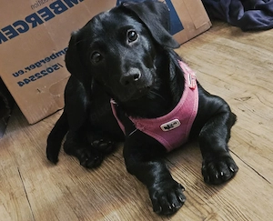 Labrador Schäferhund dackelmix  abzugeben 