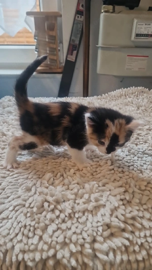 kitten Katzen 
