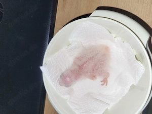 Dunkelrote Ara, weiblich, Nachzucht von Mai 2026, geschlossen beringt, Handaufzuchten zahm abzugeben Bild 5