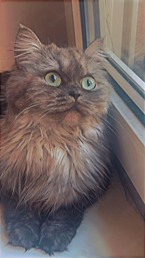 perser katze britisch langhaar 