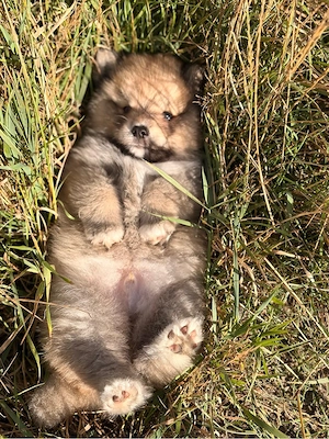 Bildhübsche Pomsky's