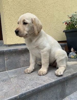 Labrador mändchen
