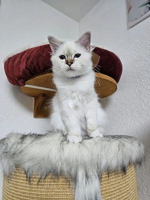Reinrassige Heilige Birma Kitten