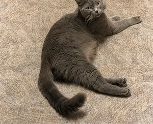 Eine britische Katze Stella sucht ein liebevolles Zuhause.