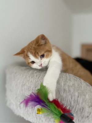 Wunderschöne BKH Kitten