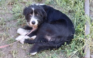 Liebenswerte und eher ruhige Heidi sucht liebevolles Zuhause
