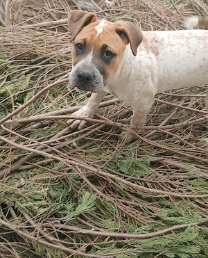 Boxer Shar-pei mix Welpen