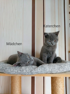 Süße BKH - Kätzchen suchen liebevolles Zuhause - abgabebereit