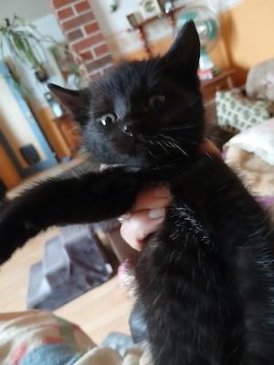 Liebes Mischlings- Katzenbaby weibl. abzugeben.