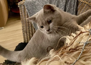 BKH KATER super lieb & charakterstark!