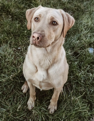 Labradorhündin sucht liebevolles neues Zuhause 