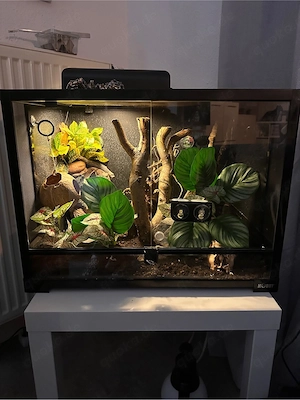 Terrarium mit Kronengecko
