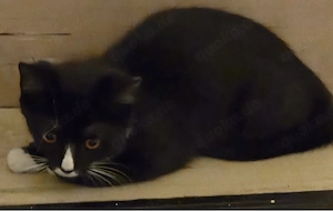 kleine katze zu verkaufen