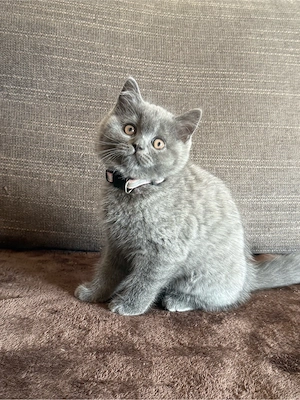        Süßes BKH-Kitten Mädchen sucht Zuhause ab 15 09