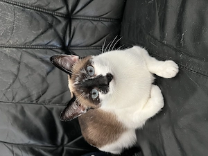 Snowshoe Siam mix