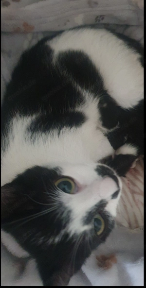 EKH Katze sucht neuen Dosenöffner 