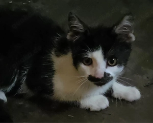 katze zu verkaufen