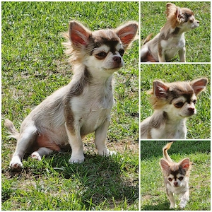 Chihuahua Rüde in Schoko Husky Langhaar 