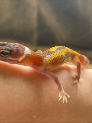 Leopardgeckobaby