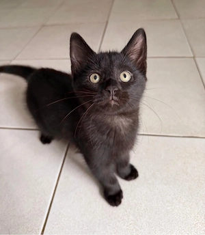 Kleine Maine Coon Mix Babys
