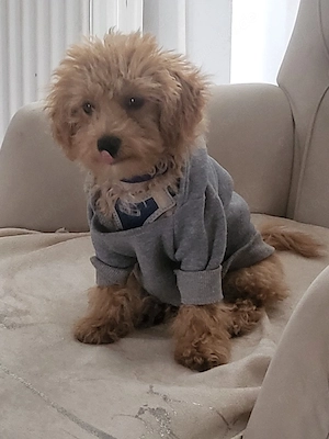 maltipoo      