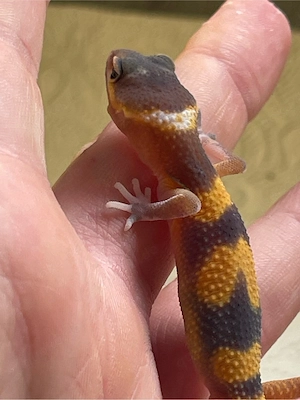Leopardgeckobabys (Eubleparis macularius)