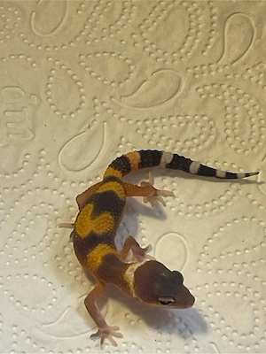 Leopardgeckobabys (Eubleparis macularius) Bild 2