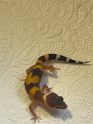 Leopardgeckobabys (Eubleparis macularius) Bild 4