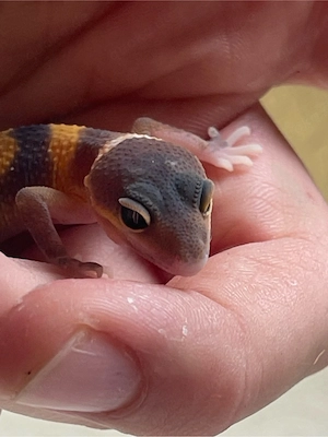 Leopardgeckobabys (Eubleparis macularius) Bild 3