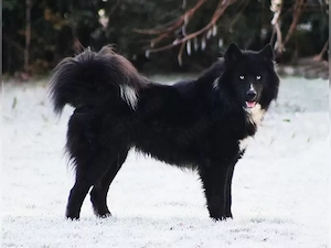"Husky" Rüde abzugeben