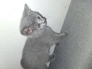 Bitisch Kurtzharr Katze