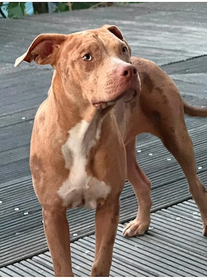 XL Merle Bully Mädchen sucht ein liebes zuhause 
