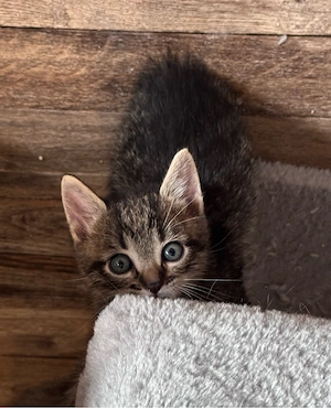 * Kitten * Kätzchen * Katzenbabys