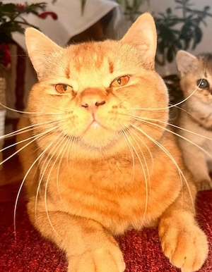 Deckkater BKH rot mit Stammbaum 