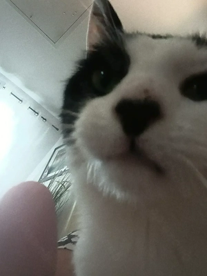 Charly sucht sein Für-immer-Zuhause  :)