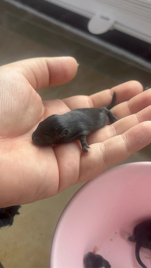 Mongolische wüstenrennmaus 