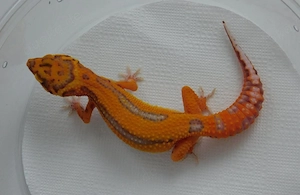 0.2 Leopardgecko Jungtiere | Weibchen | Bell Albino