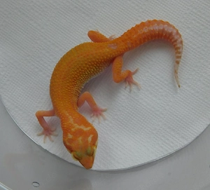 0.1 Wy Raptor (Clear eyes) Leopardgecko Nachzucht Weibchen | Eublepharis macularius 