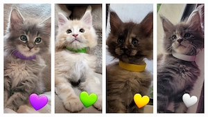 Maine Coon Kitten Kater Katze 