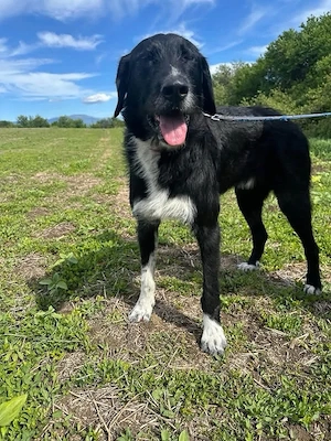 reserviert Blacky m   2 J sucht seine Familie 