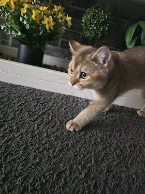 Goldene N11 Katze