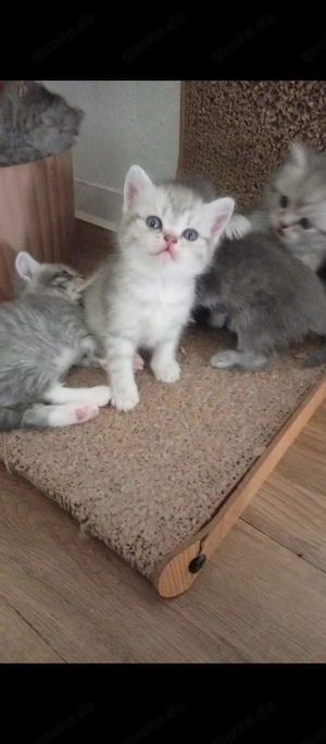 Bkh kätzchen suchen neues zuhause