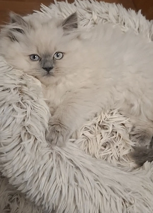 Wunderschöner Perserkitten (Männlich)
