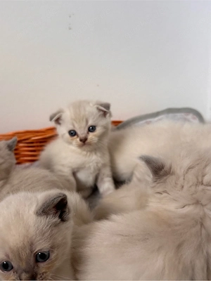 BKH kitten blue point 