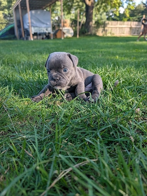 Liebevoll aufgezogene Bulldoggen-Welpen suchen ihr Zuhause