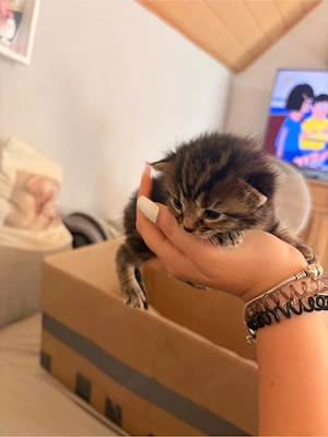 bkh mix kitten 