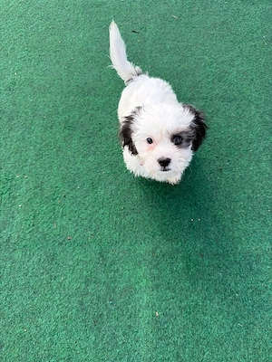 maltipoo welpe rüde 